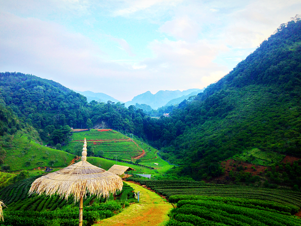 Jiaogulan Feld — Bioherby Bio-Farm