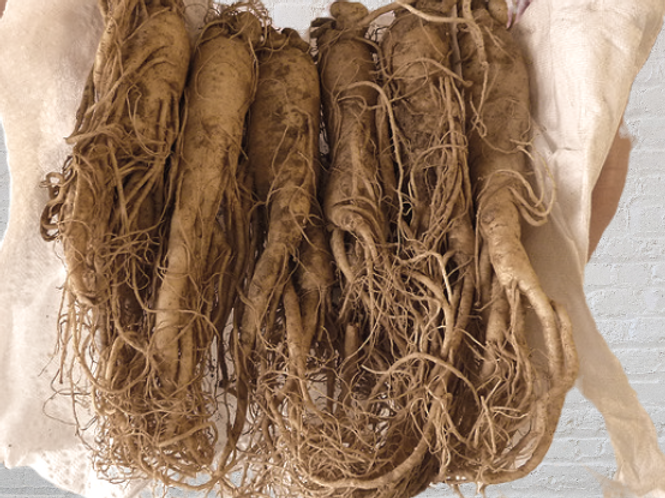 Ginseng Wurzel Bio