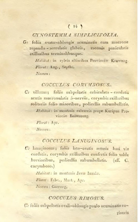 Gynostemma simplicfolium — Carl Ludwig Blume 1825 botanische Tafel, Originalzeichnung