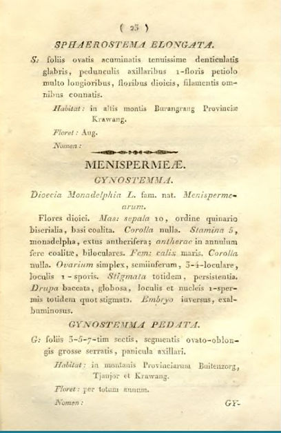 Gynostemma pedata — Carl Ludwig Blume botanische Erstbeschreibung 1825, Flora van Nederlandsch Indië