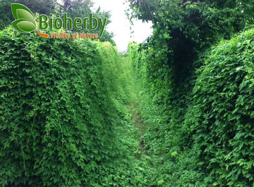 Jiaogulan Biotea-Anbaugebiet in Thailand — Bioherby Eco Farm Gesamtüberblick 1800 Meter