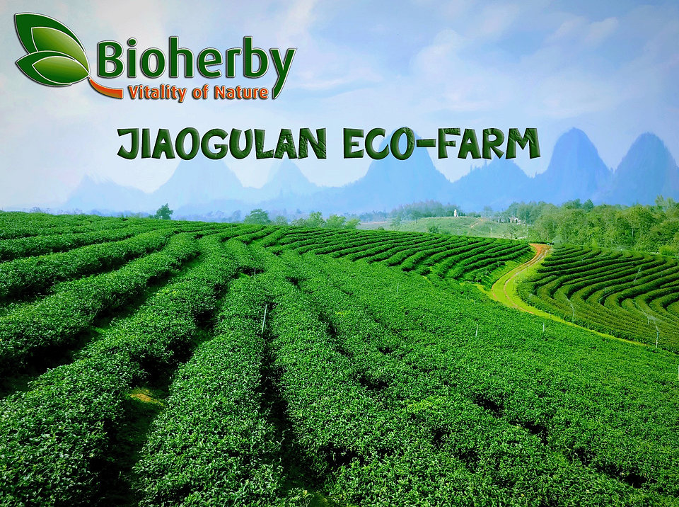 Bioherby Bio-Farm in Fang, Chiang Rai — Jiaogulan Anbau auf 1800m Höhe in Nordthailand