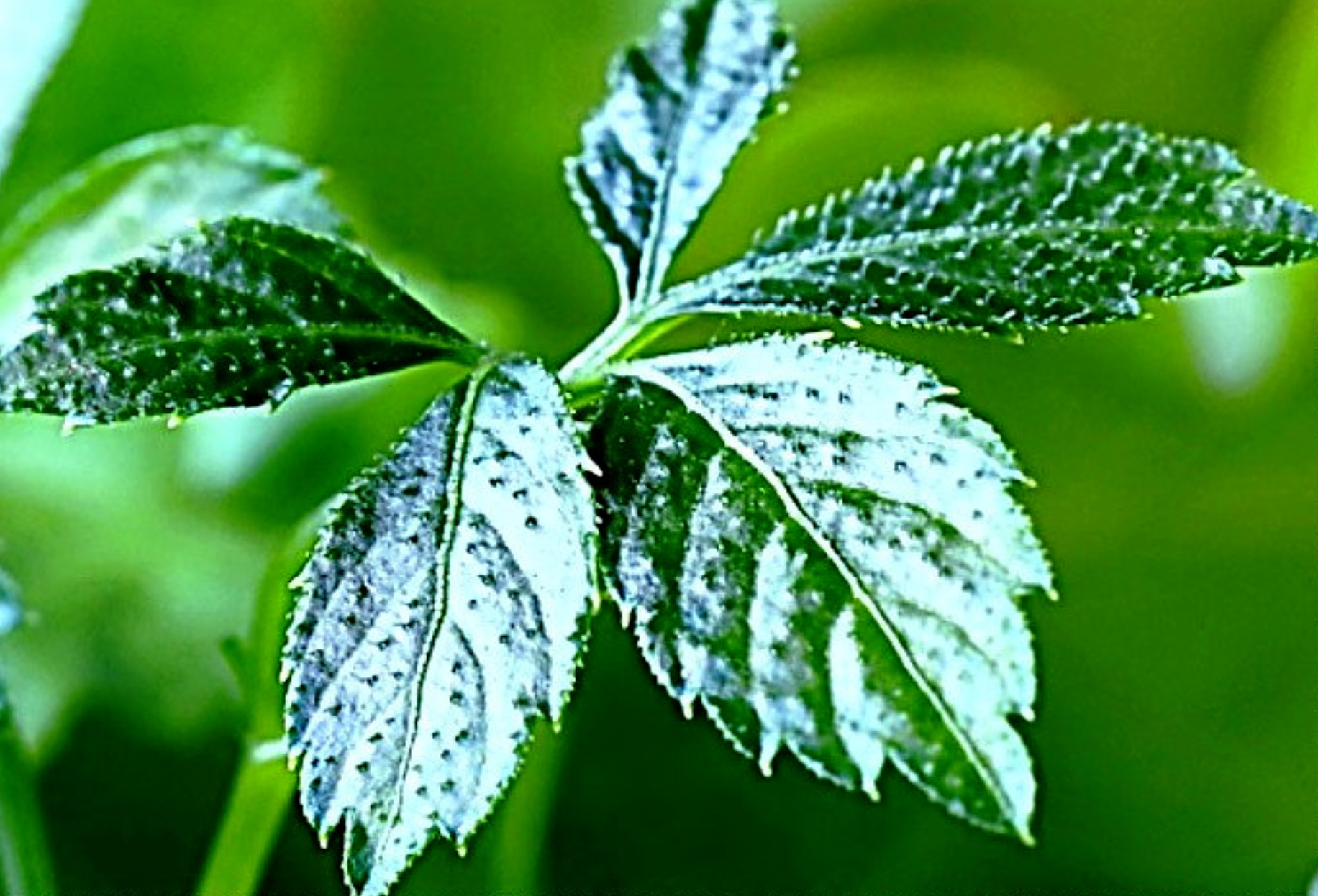 Jiaogulan Tee Bio kaufen — Premium Produkt Qualität Bioherby