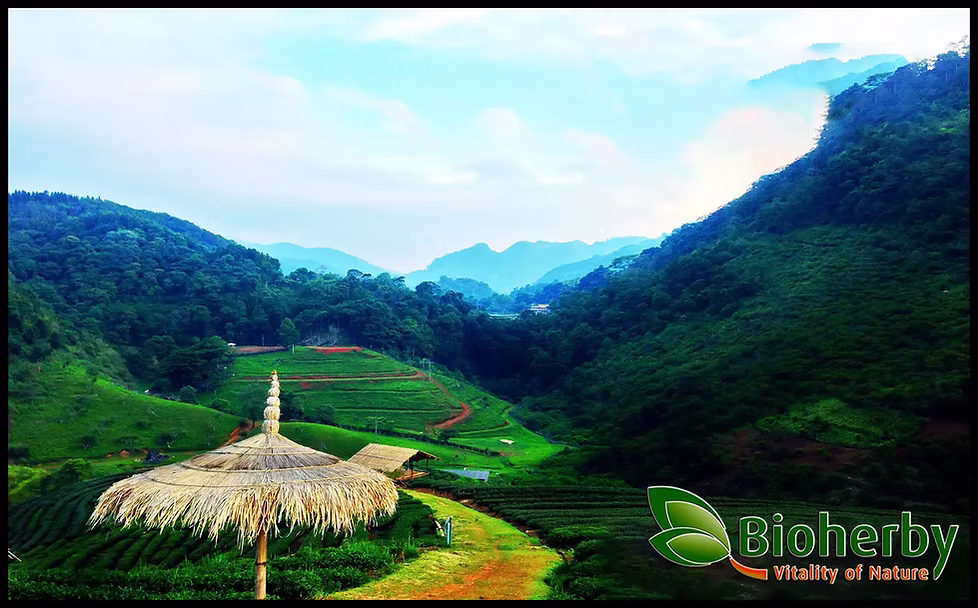 Natürliche Bio-Kräuter Jiaogulan-Feld Tee-Pflanzen